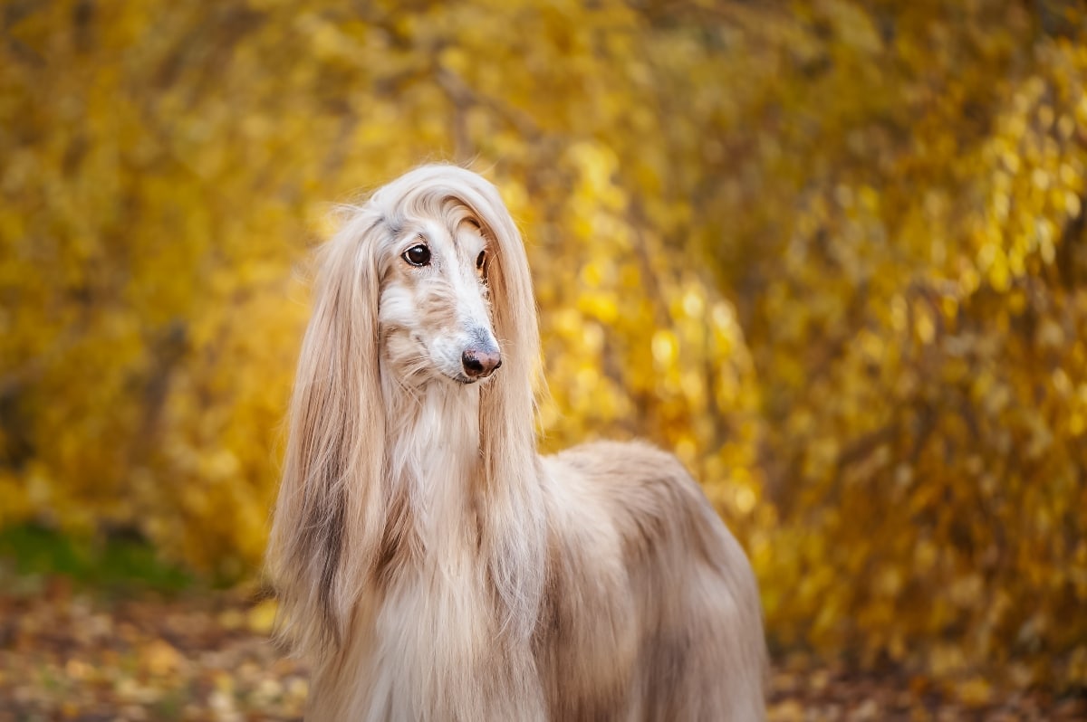 The ‘No-Cuddle’ Dog Breeds That Secretly Crave Affection The ‘No-Cuddle’ Dog Breeds That Secretly Crave Affection