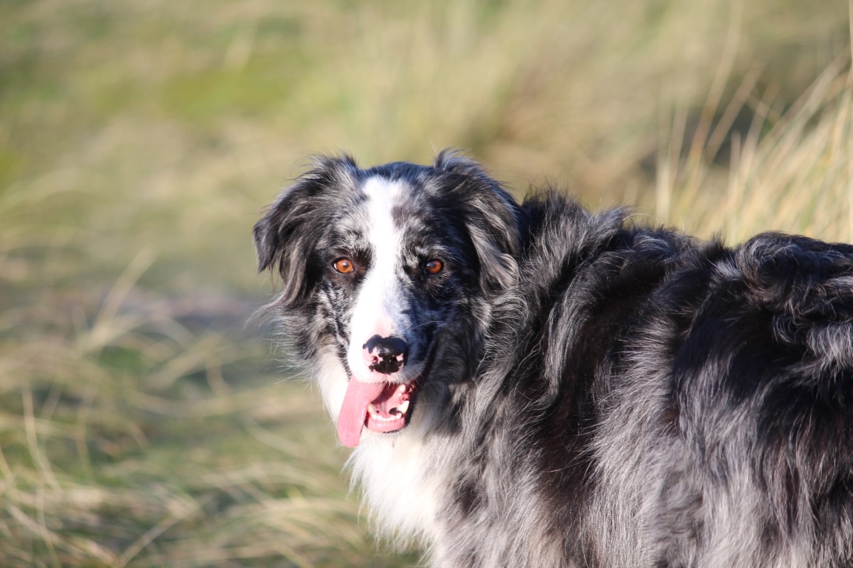 These 9 Loyal Dog Breeds Don’t Just Love They Obsess These 9 Loyal Dog Breeds Don’t Just Love They Obsess