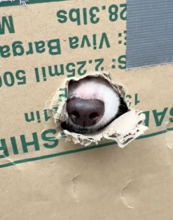 They Thought The Box Was Empty, Then A Nose Poked Out And Changed Everything They Thought The Box Was Empty, Then A Nose Poked Out And Changed Everything