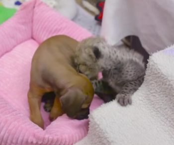 This Dog-Cheetah Duo Proves Friendship Knows No Species This Dog-Cheetah Duo Proves Friendship Knows No Species