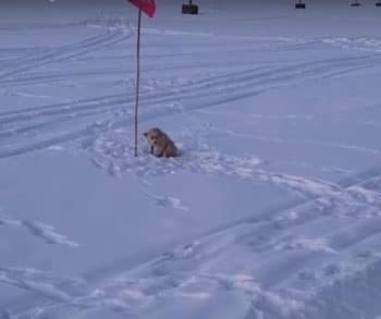 Through Snow and Fear, This Dog’s Journey Back Home Was Fueled by Love Through Snow and Fear, This Dog’s Journey Back Home Was Fueled by Love