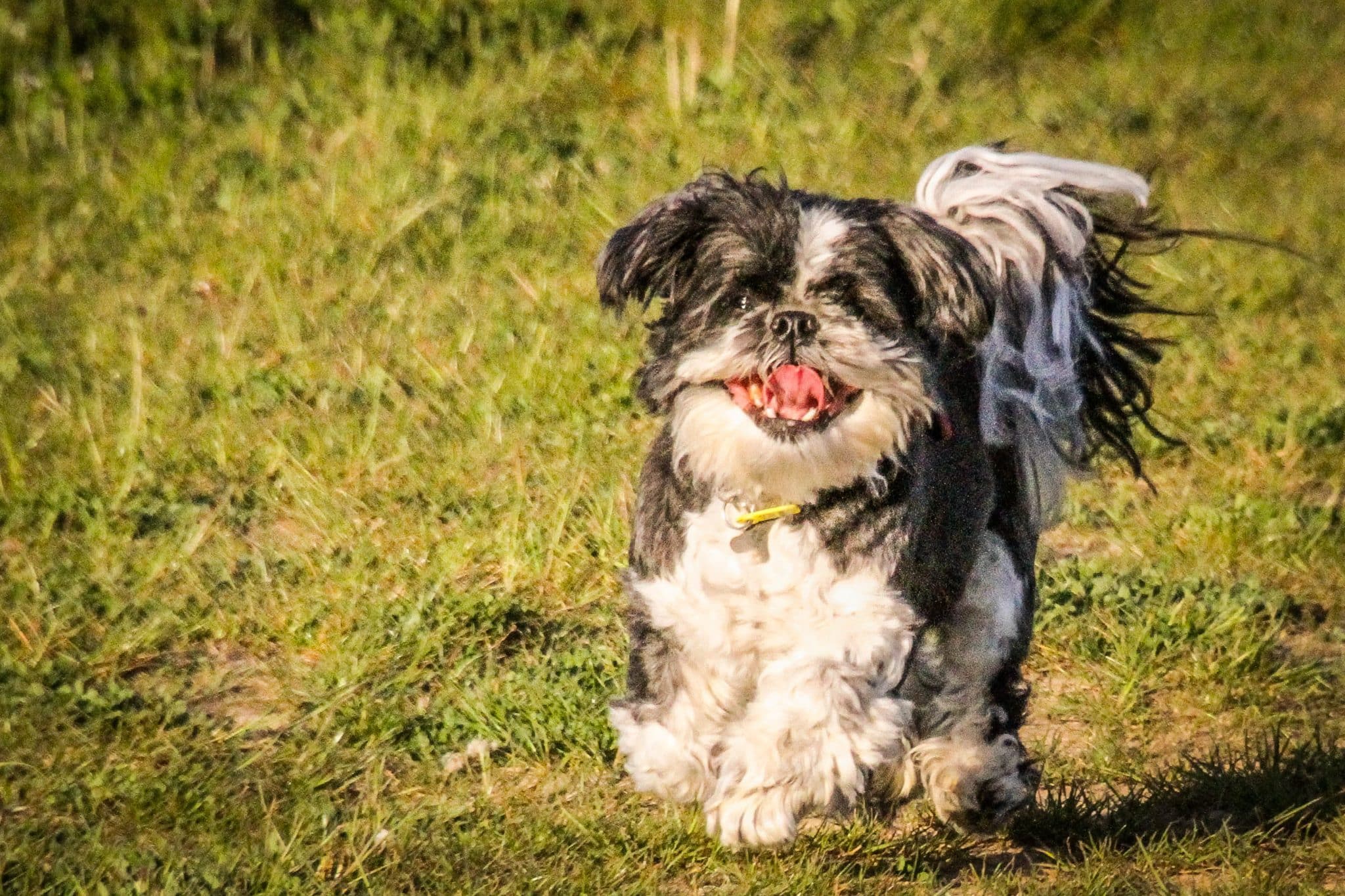 Top 13 Sassy Dog Breeds With Big Personality Top 13 Sassy Dog Breeds With Big Personality