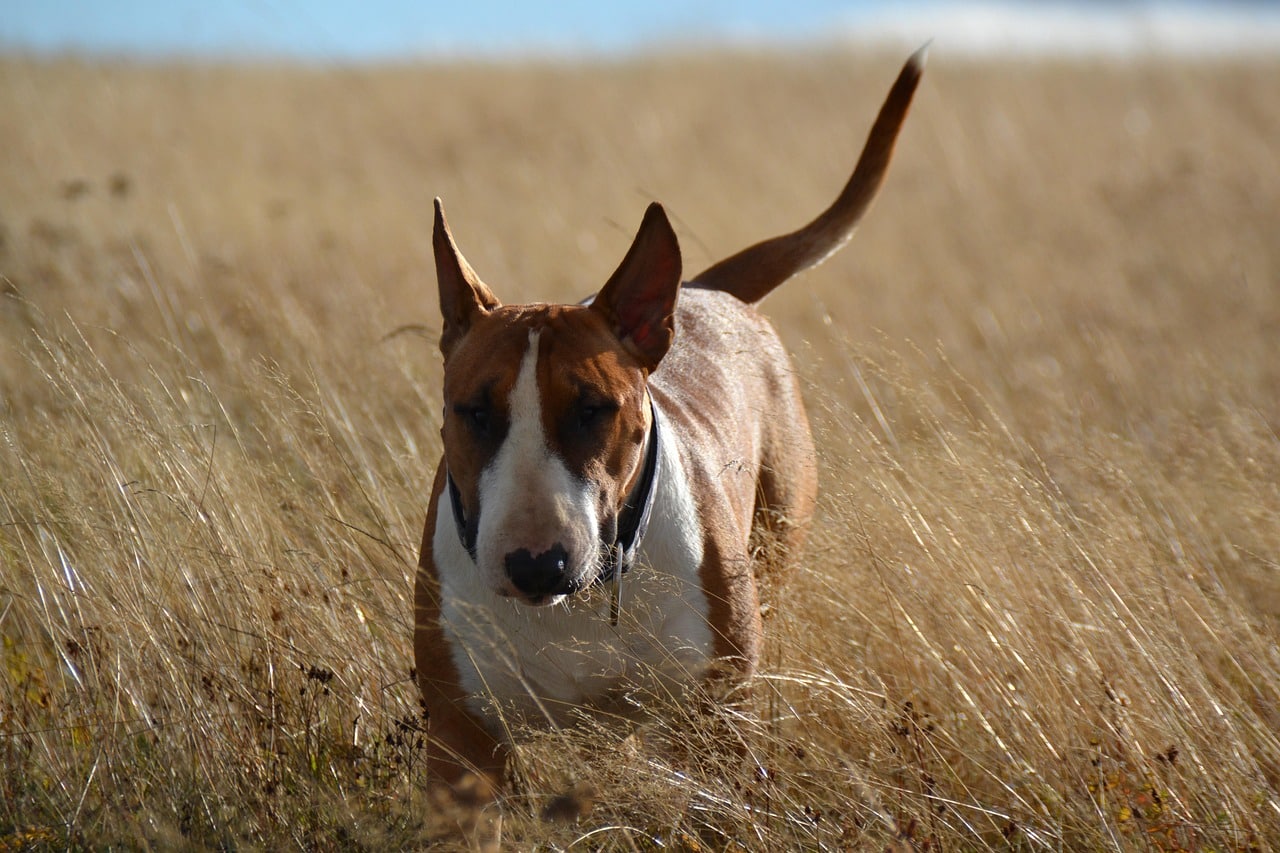 Top 9 Dog Breeds That Lived In Firehouses Long Before Dalmatian Fame Top 9 Dog Breeds That Lived In Firehouses Long Before Dalmatian Fame