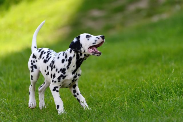 Understanding Canine Disabilities Understanding Canine Disabilities