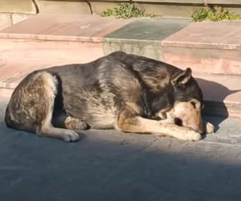What This Dog Refused to Drop Told Rescuers Everything They Needed to Know What This Dog Refused to Drop Told Rescuers Everything They Needed to Know