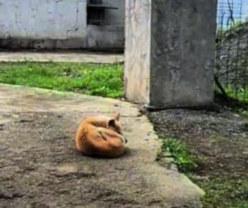 When One Dog Needed Saving, an Entire Village Answered the Call When One Dog Needed Saving, an Entire Village Answered the Call