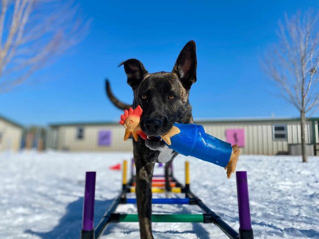 Why Specially-Abled Dogs Make Amazing Pets (and How to Find One to Adopt) Why Specially-Abled Dogs Make Amazing Pets (and How to Find One to Adopt)
