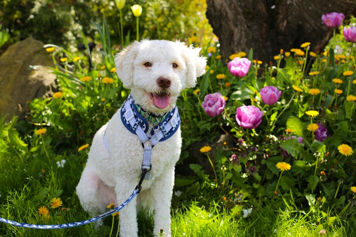 Why These 15 Gentle Dog Breeds Are Every Kid’s Perfect Companion Why These 15 Gentle Dog Breeds Are Every Kid’s Perfect Companion