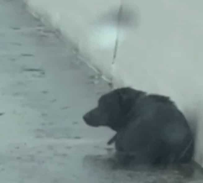 Woman Sees ‘Garbage Bag’ On Highway And Pulls Over When It Started Moving Woman Sees ‘Garbage Bag’ On Highway And Pulls Over When It Started Moving