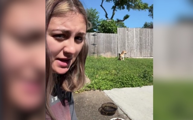 Woman Sits for Hours in Grass to Earn Scared Dog’s Trust Woman Sits for Hours in Grass to Earn Scared Dog’s Trust