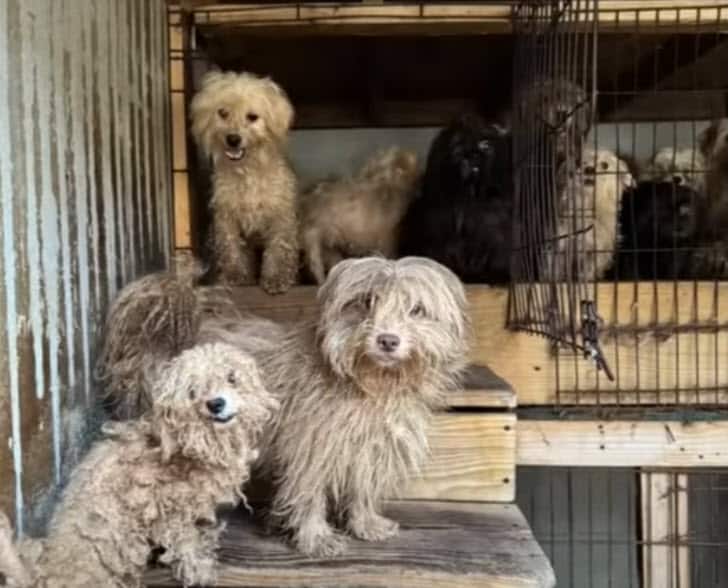 101 Dogs Rescued From ‘Puppy Mill’ In Home With Filthy Living Conditions 101 Dogs Rescued From ‘Puppy Mill’ In Home With Filthy Living Conditions