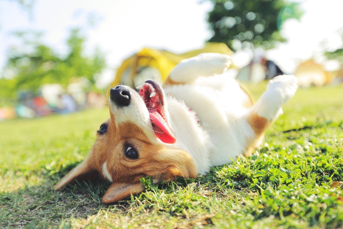 11 Adorable Ways Pups Brighten Even the Darkest Days 11 Adorable Ways Pups Brighten Even the Darkest Days