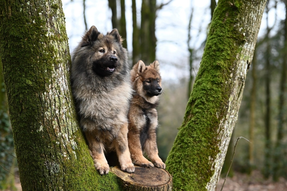 11 Calm Dog Breeds That Quiet the Loudest Homes 11 Calm Dog Breeds That Quiet the Loudest Homes