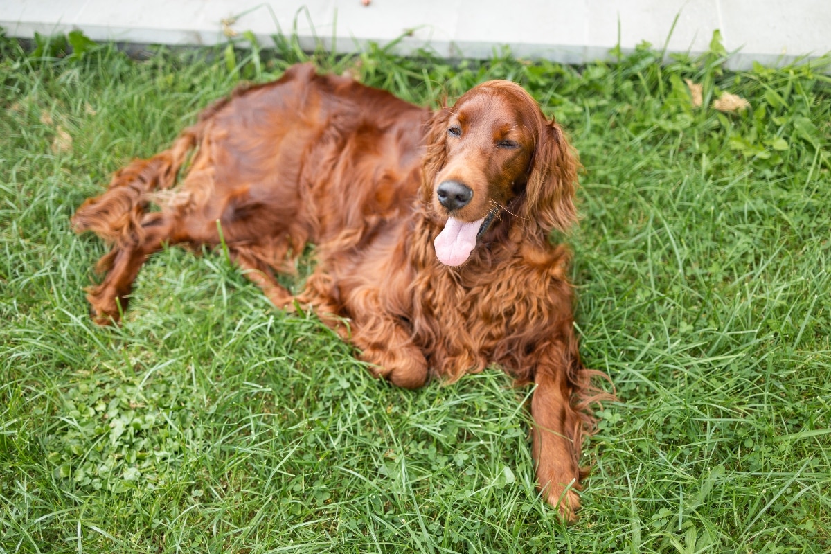 11 Friendly Dog Breeds That Win Hearts Instantly 11 Friendly Dog Breeds That Win Hearts Instantly
