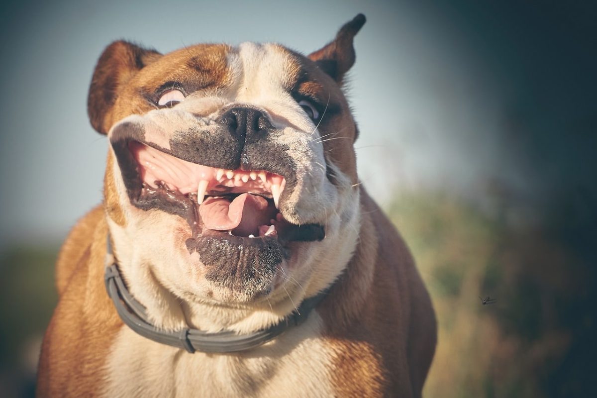 11 Funny Dog Breeds Who Love Making You Laugh 11 Funny Dog Breeds Who Love Making You Laugh