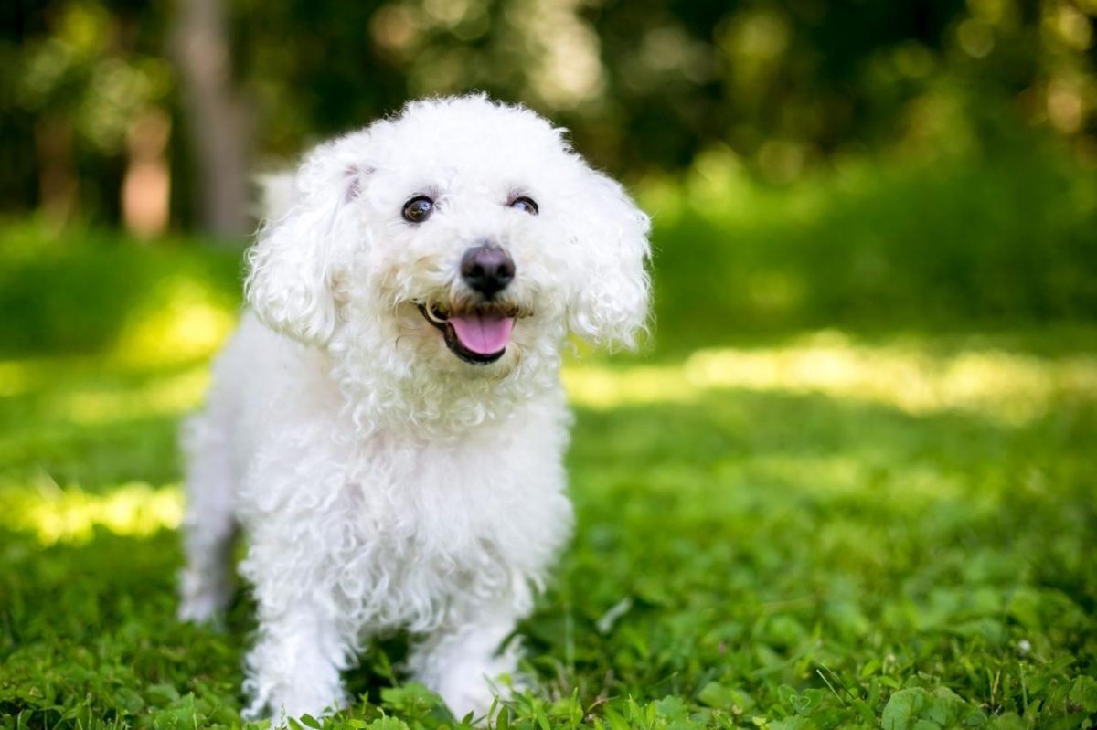 11 Irresistible Dog Breeds With Zesty Charm 11 Irresistible Dog Breeds With Zesty Charm