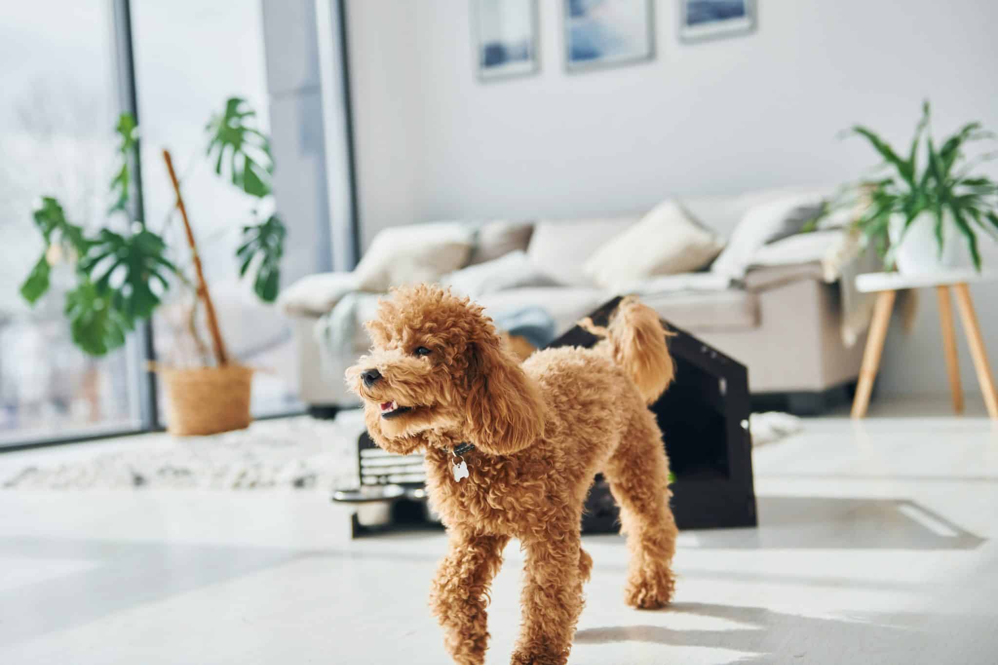 13 Curious Dog Breeds That Love to Sniff, Search, and Explore 13 Curious Dog Breeds That Love to Sniff, Search, and Explore