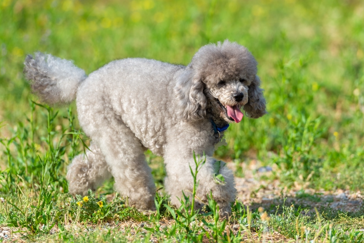 13 Curious Dog Breeds That Read Your Moods, Movements, and Mind