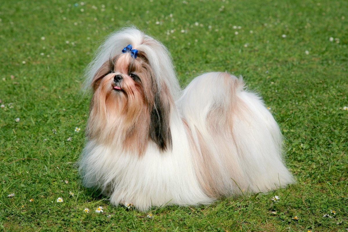 13 Loving Dog Breeds With Big Emotional Energy 13 Loving Dog Breeds With Big Emotional Energy