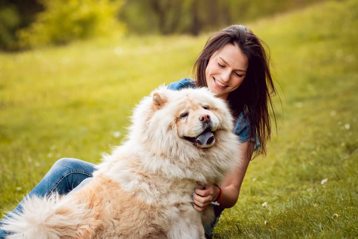 13 Mellow Dog Breeds That Look Like Living Pillows