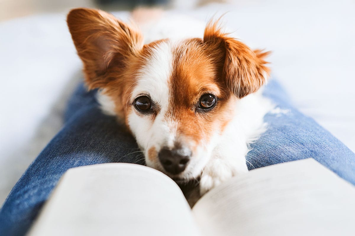 13 Sweet Dog Breeds That Melt Even the Coldest Hearts 13 Sweet Dog Breeds That Melt Even the Coldest Hearts