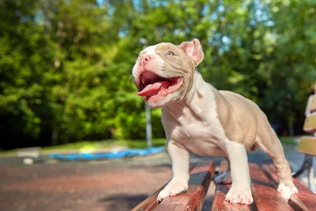 13 Things Dogs Do When They’re Truly Happy 13 Things Dogs Do When They’re Truly Happy