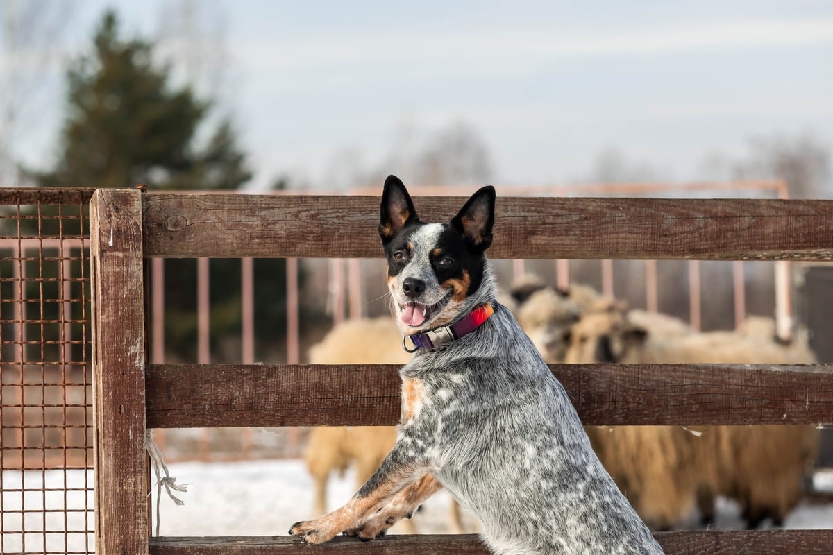 15 Brave Dog Breeds That Just Work