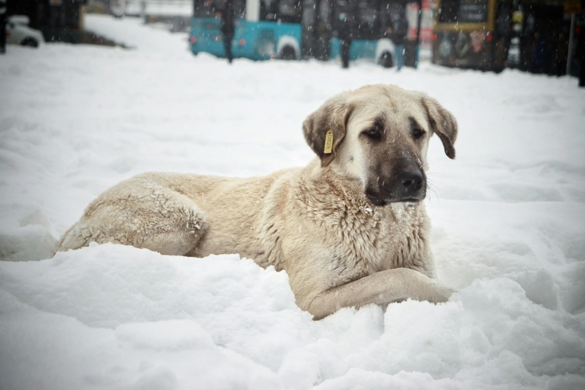 15 Brave Dog Breeds That Protect Without Fear 15 Brave Dog Breeds That Protect Without Fear