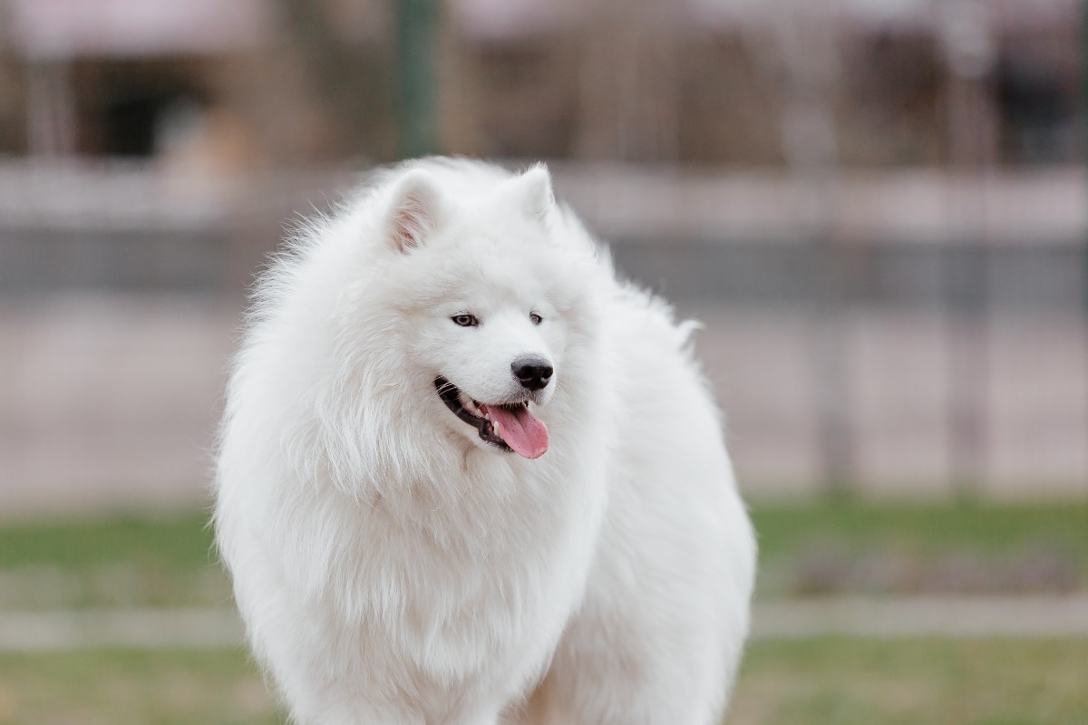 15 Darling Dog Breeds That Redefine Sweetness and Steal Hearts 15 Darling Dog Breeds That Redefine Sweetness and Steal Hearts