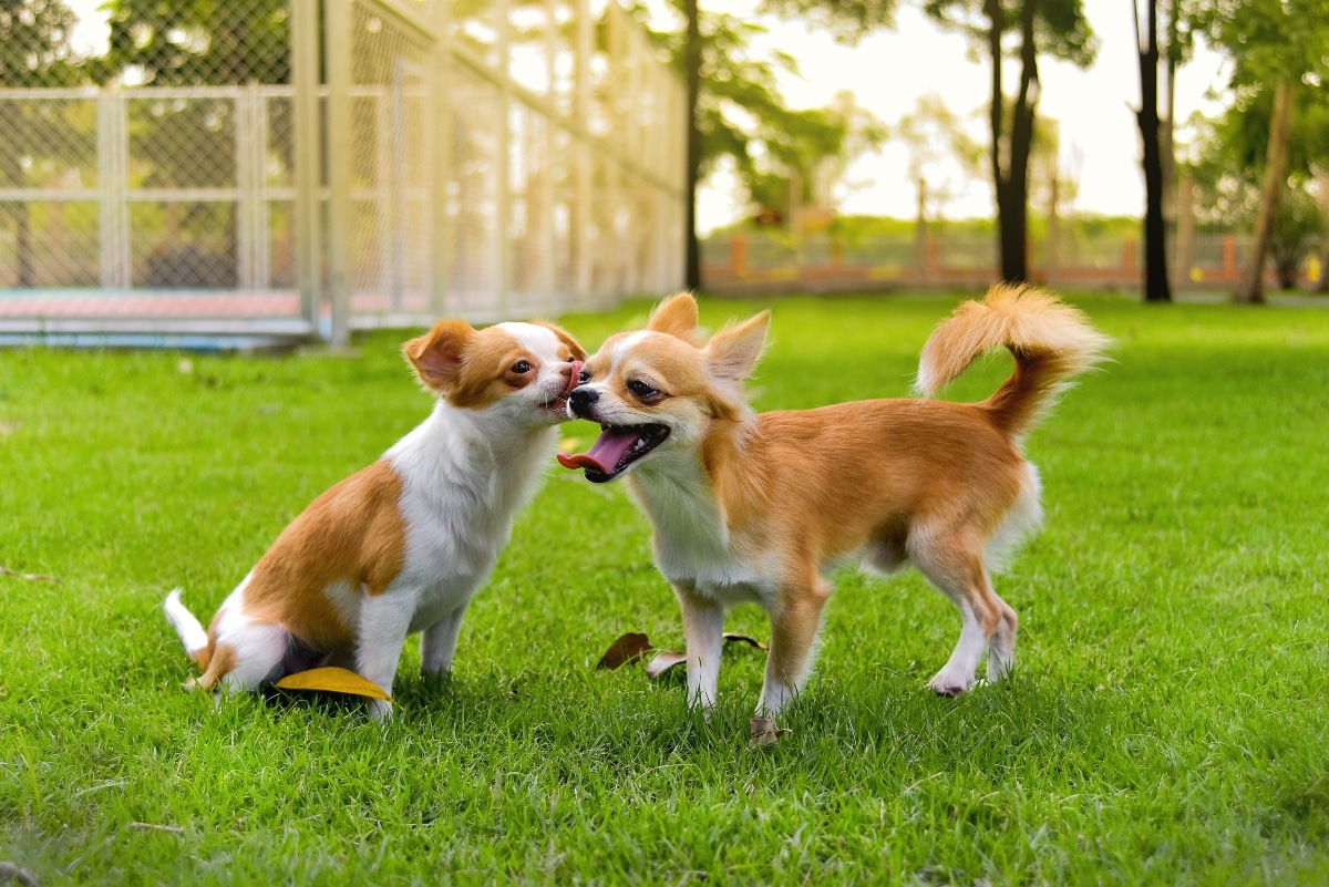 15 Dog Breeds That Are Bold, Brave, and the Bestest of Buddies 15 Dog Breeds That Are Bold, Brave, and the Bestest of Buddies