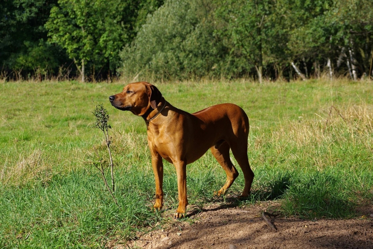 15 Dog Breeds That Are Surprisingly Brave 15 Dog Breeds That Are Surprisingly Brave