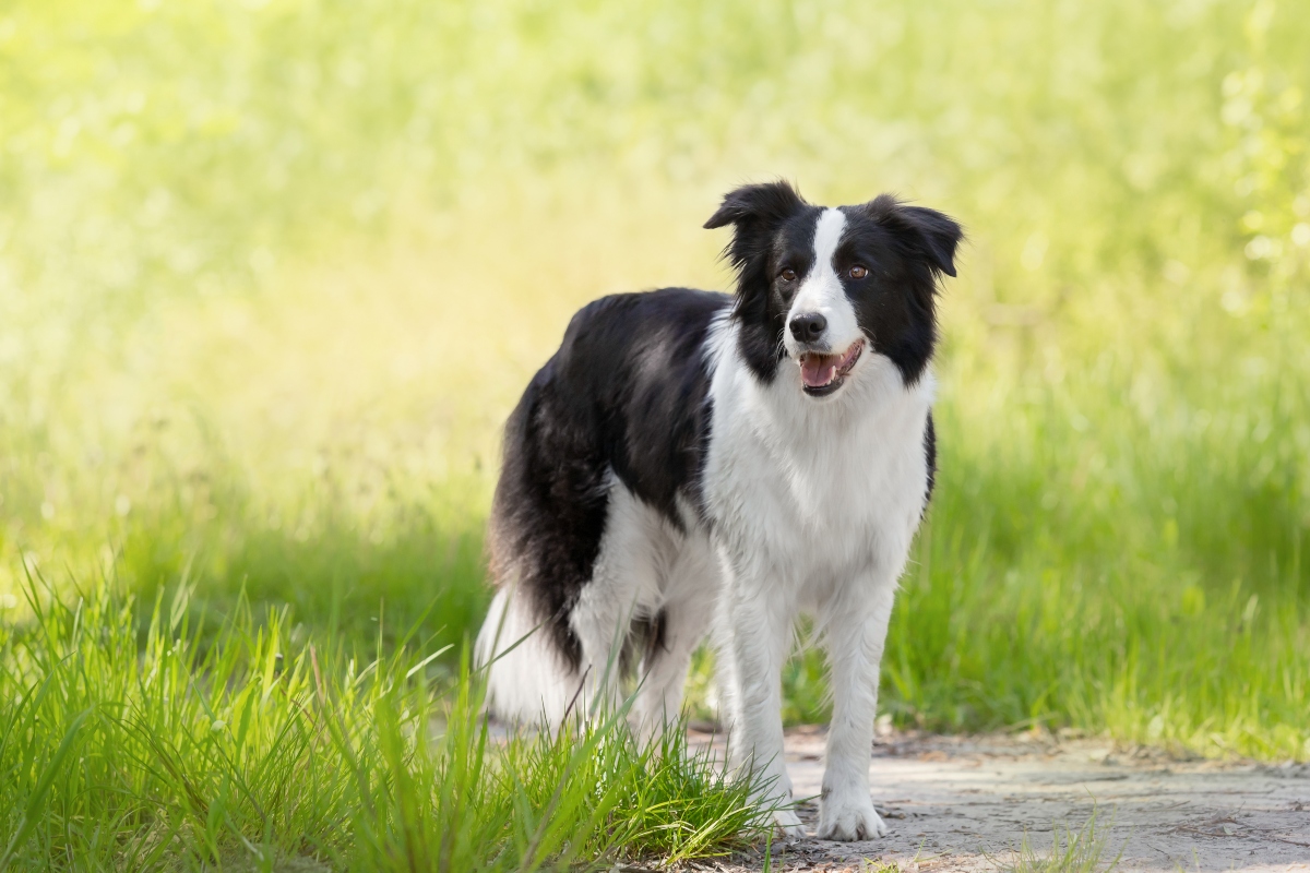 15 Loving Dog Breeds That Make the Best Companions 15 Loving Dog Breeds That Make the Best Companions