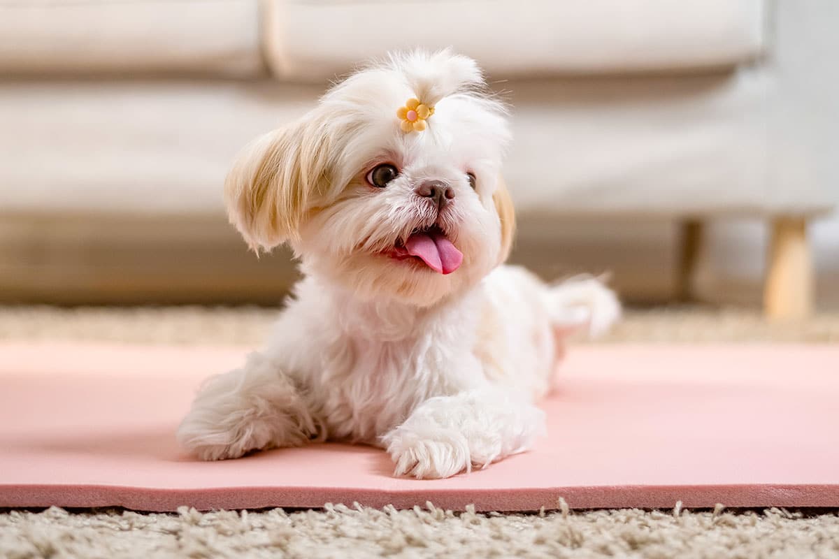 15 Most Loving Dog Breeds You’ll Fall Head Over Paws For