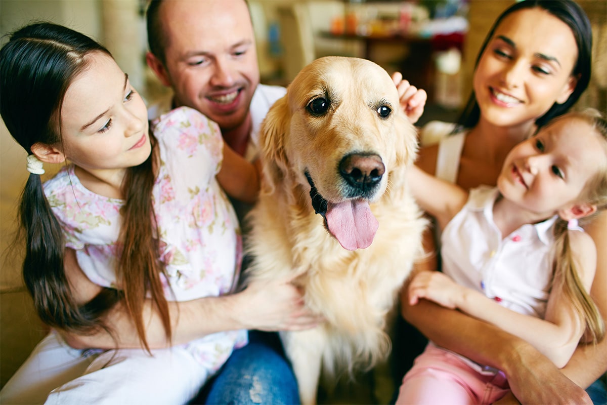 15 Ultimate Dog Breeds for Family Fun 15 Ultimate Dog Breeds for Family Fun