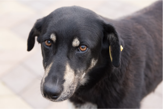 9 Best Dog DNA Test Kits [2025]