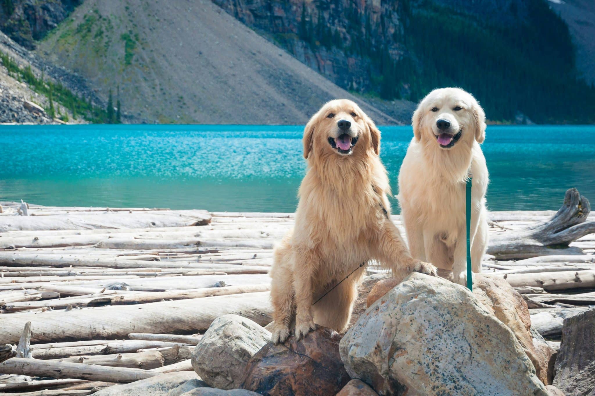 9 Curious Dog Breeds That Love Exploring New Places 9 Curious Dog Breeds That Love Exploring New Places