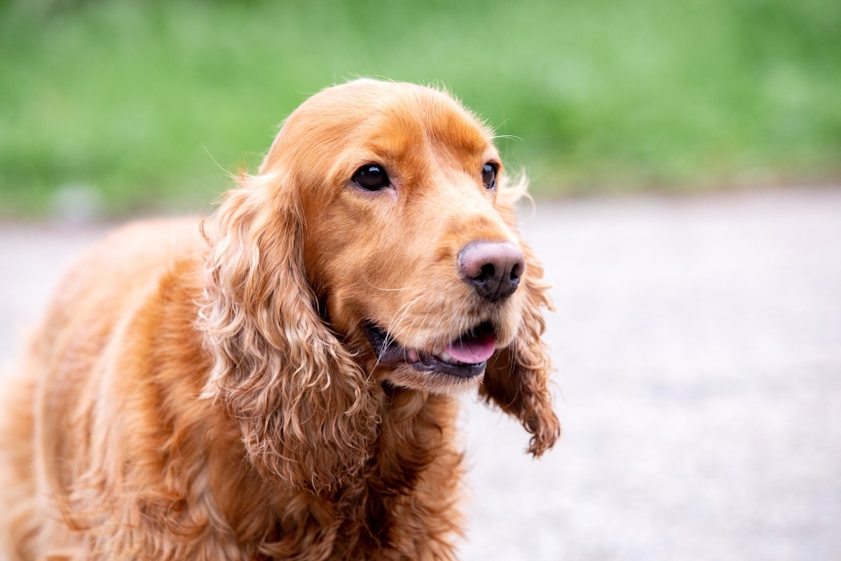 9 Eager Dog Breeds That Fit Right Into Your Life 9 Eager Dog Breeds That Fit Right Into Your Life