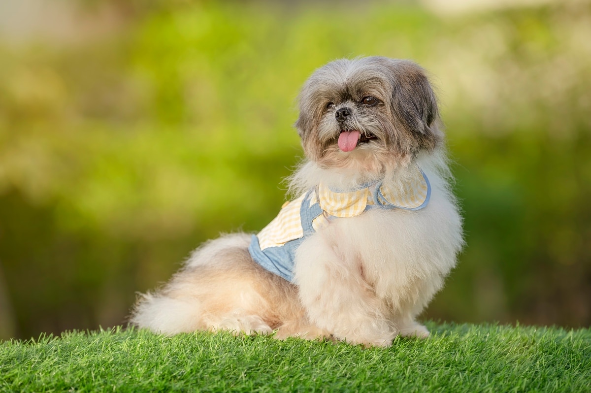 9 Emotional Dog Breeds That People Secretly Love Most 9 Emotional Dog Breeds That People Secretly Love Most