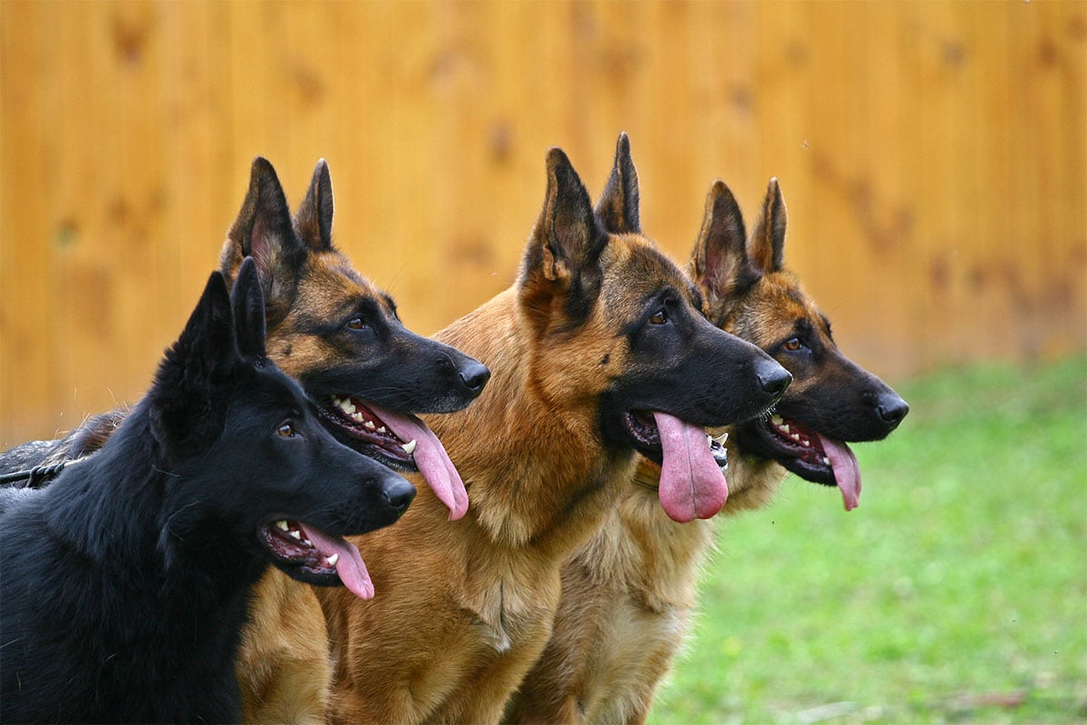 9 Quirky Dog Breeds That Keep Life Interesting 9 Quirky Dog Breeds That Keep Life Interesting