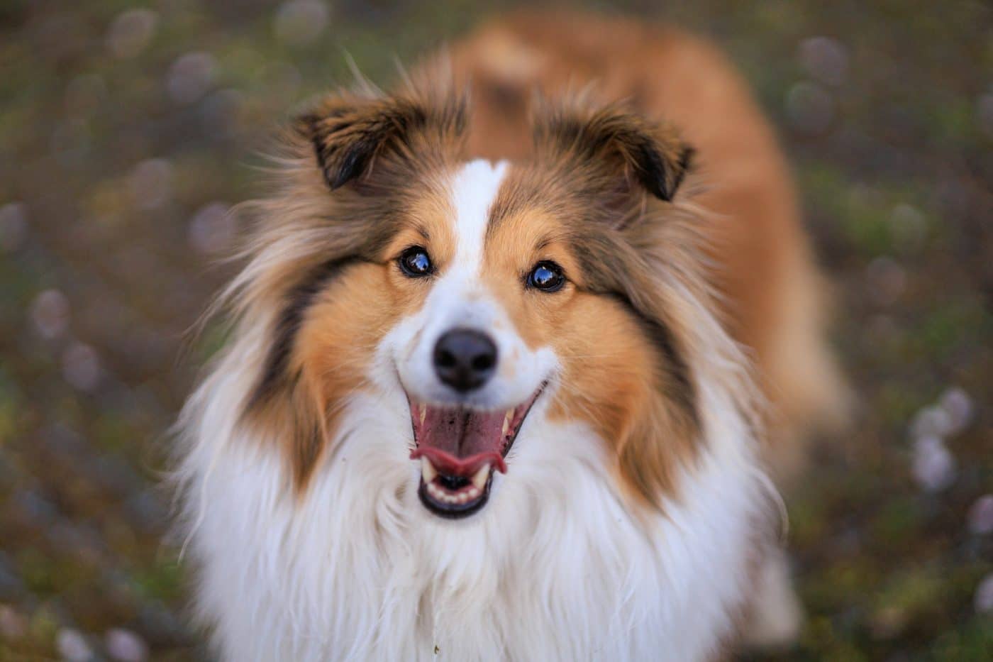 9 Smart Dog Breeds That Win Hearts Instantly 9 Smart Dog Breeds That Win Hearts Instantly