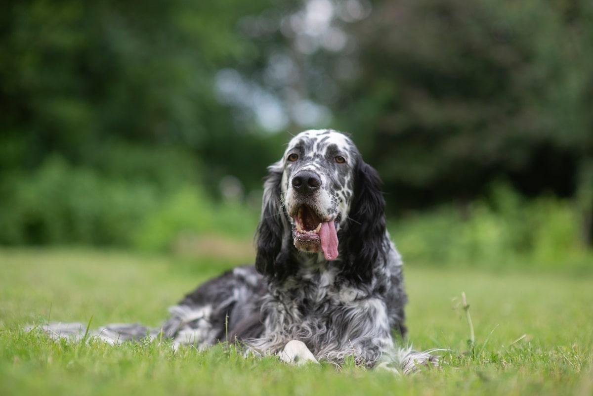 9 Warm Dog Breeds That Turn Heads Instantly