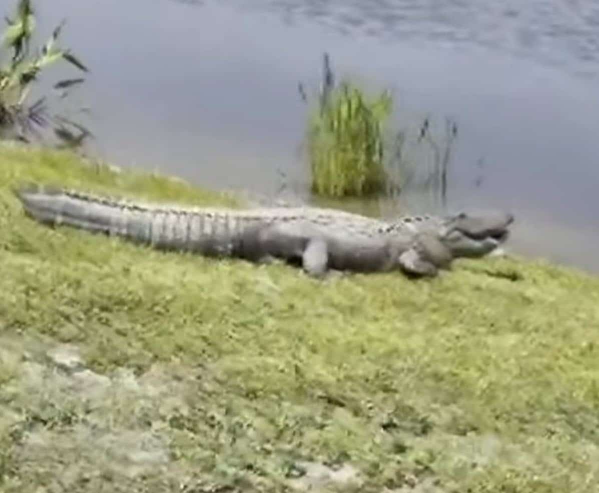 Alligator Crashes Fence and Attacks Dog in Shocking Backyard Encounter Alligator Crashes Fence and Attacks Dog in Shocking Backyard Encounter