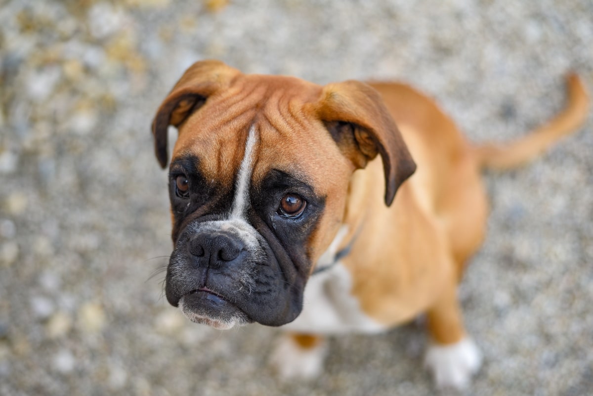 Are These The 13 Ultimate Emotional Dog Breeds? Are These The 13 Ultimate Emotional Dog Breeds?