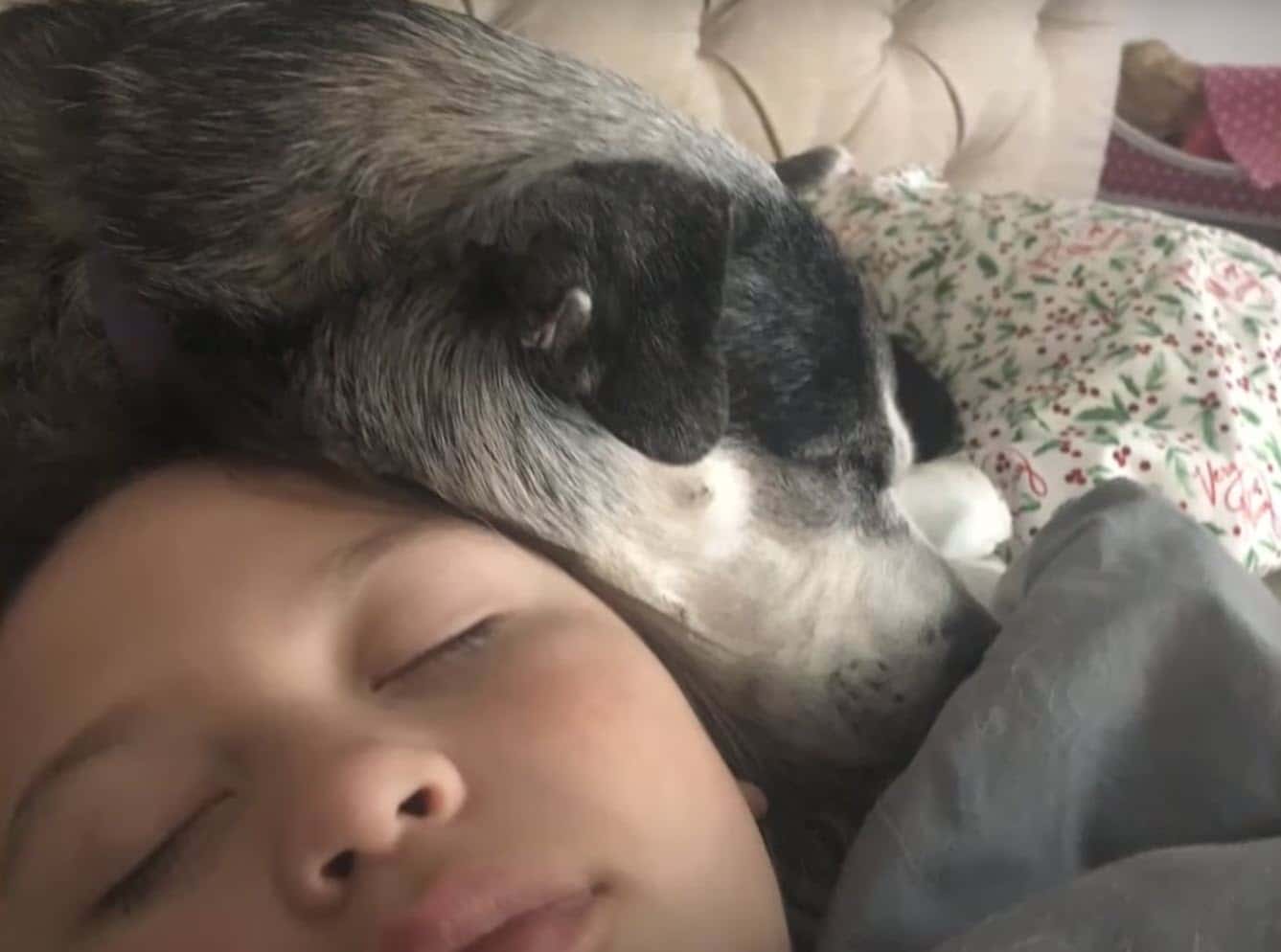 Charlie the Dog Comes Home After Years Lost, Now He’s Back in the Arms of His Family Charlie the Dog Comes Home After Years Lost, Now He’s Back in the Arms of His Family
