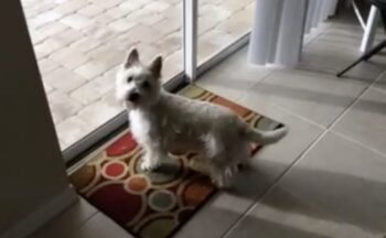 Dog Gets A New Home And ‘Freaked Out’ When She Saw What’s In Her Backyard Dog Gets A New Home And ‘Freaked Out’ When She Saw What’s In Her Backyard