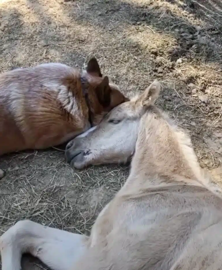 Dog Senses Orphaned Foal’s Pain and Refuses to Leave His Side Dog Senses Orphaned Foal’s Pain and Refuses to Leave His Side
