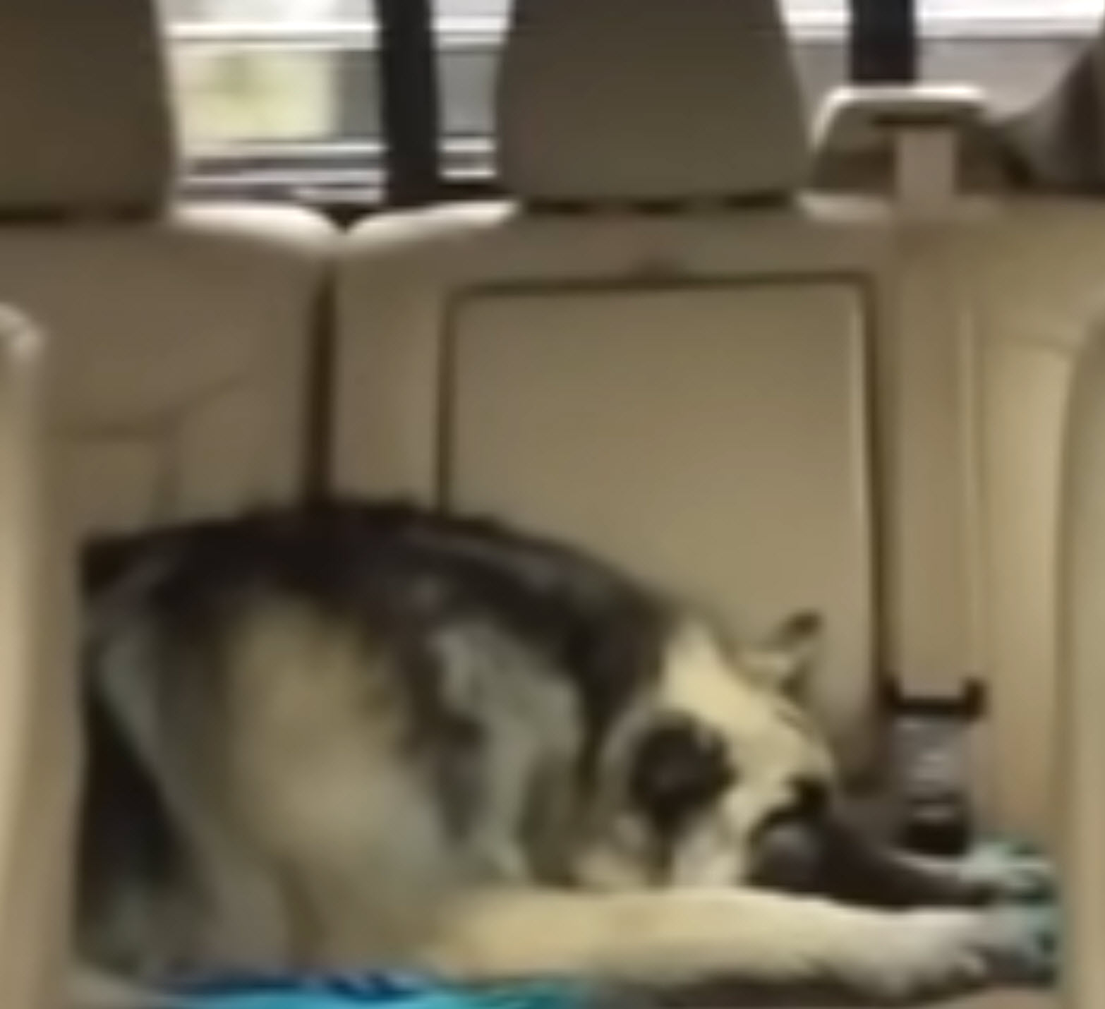 Dog’s Favorite Song Comes On Radio, Mom Decides To Join In For ‘Duet Performance’ Dog’s Favorite Song Comes On Radio, Mom Decides To Join In For ‘Duet Performance’
