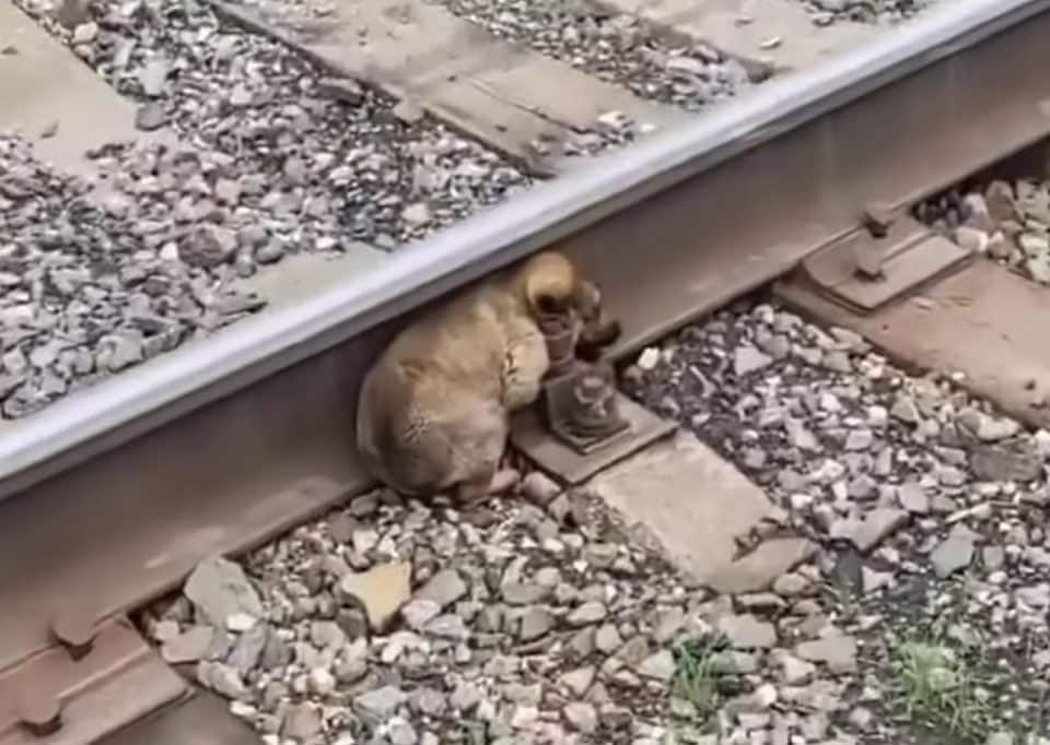Dumped Puppy Was Helpless On Tracks, Until These Heroes Came Along Dumped Puppy Was Helpless On Tracks, Until These Heroes Came Along