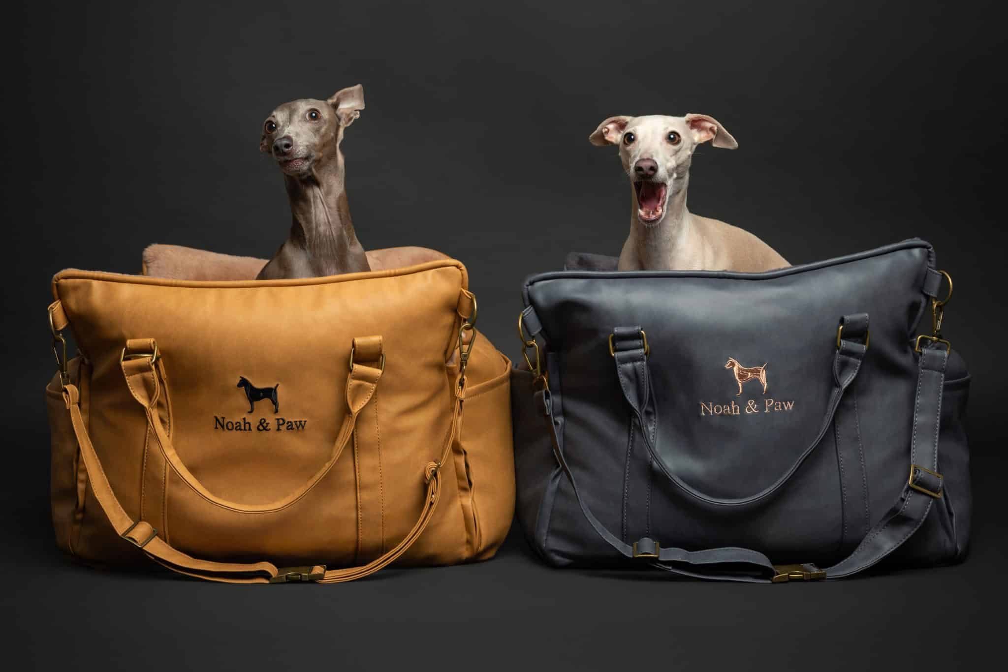 Elevated Essentials for the Modern Dog Elevated Essentials for the Modern Dog