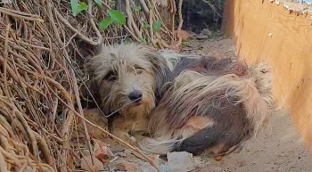 Her Owners Kicked Her Out Yet She Faithfully Remained By Their Doorstep Her Owners Kicked Her Out Yet She Faithfully Remained By Their Doorstep